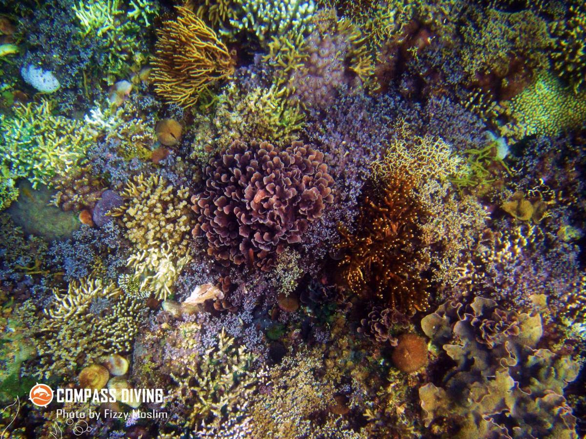 Compass Diving Resort Beloi Екстер'єр фото