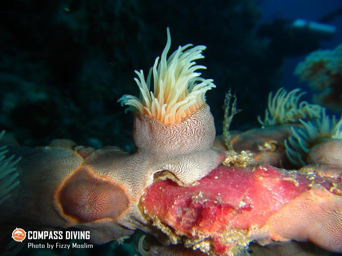 Compass Diving Resort Beloi Екстер'єр фото