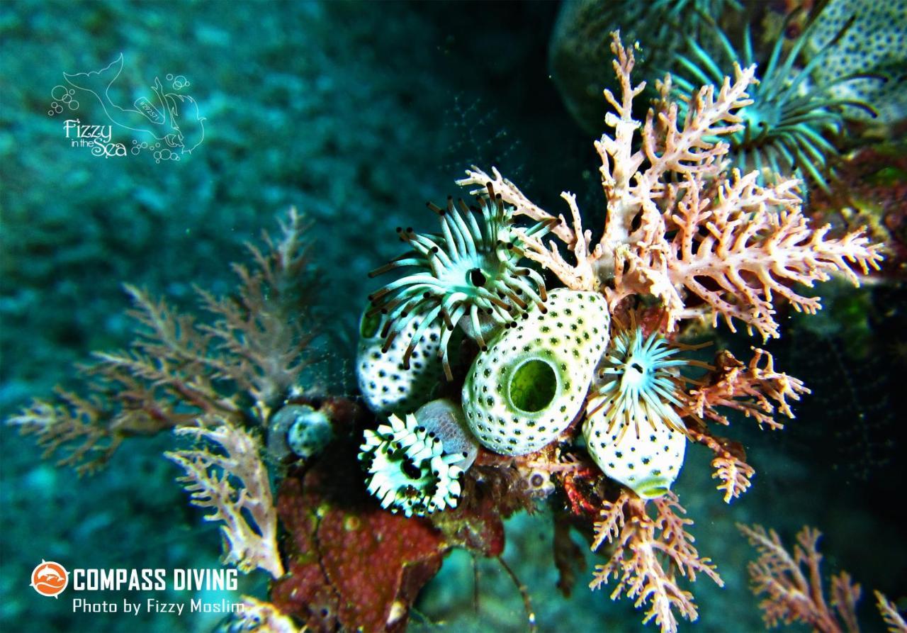 Compass Diving Resort Beloi Екстер'єр фото